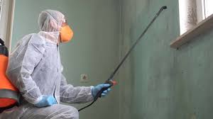 Best Basement Mold Removal  in Forestdale, MA