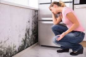 Best Mold Remediation for Rental Properties  in Forestdale, MA